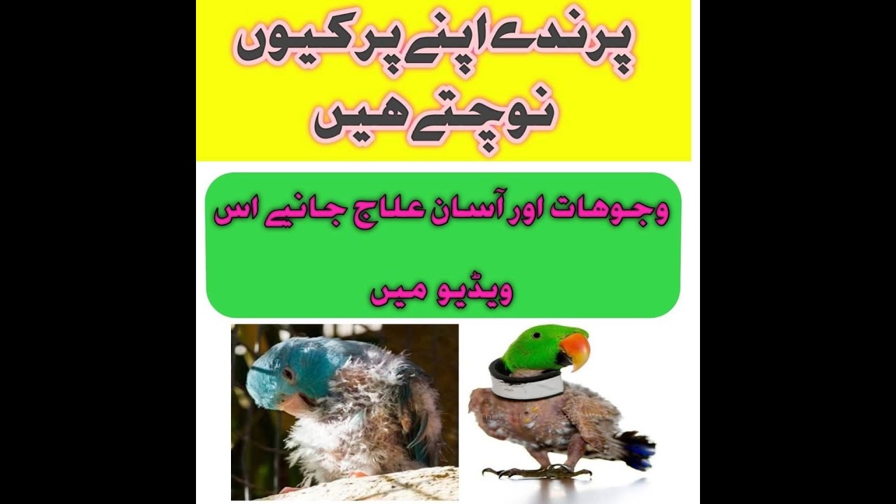 birds apny par kiu nochty hn. why birds pluck their feathers