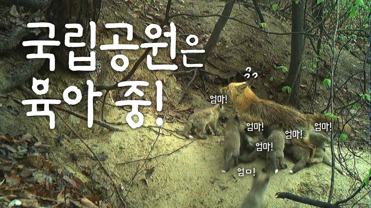 국립공원은 육아 중!🤱✨💖