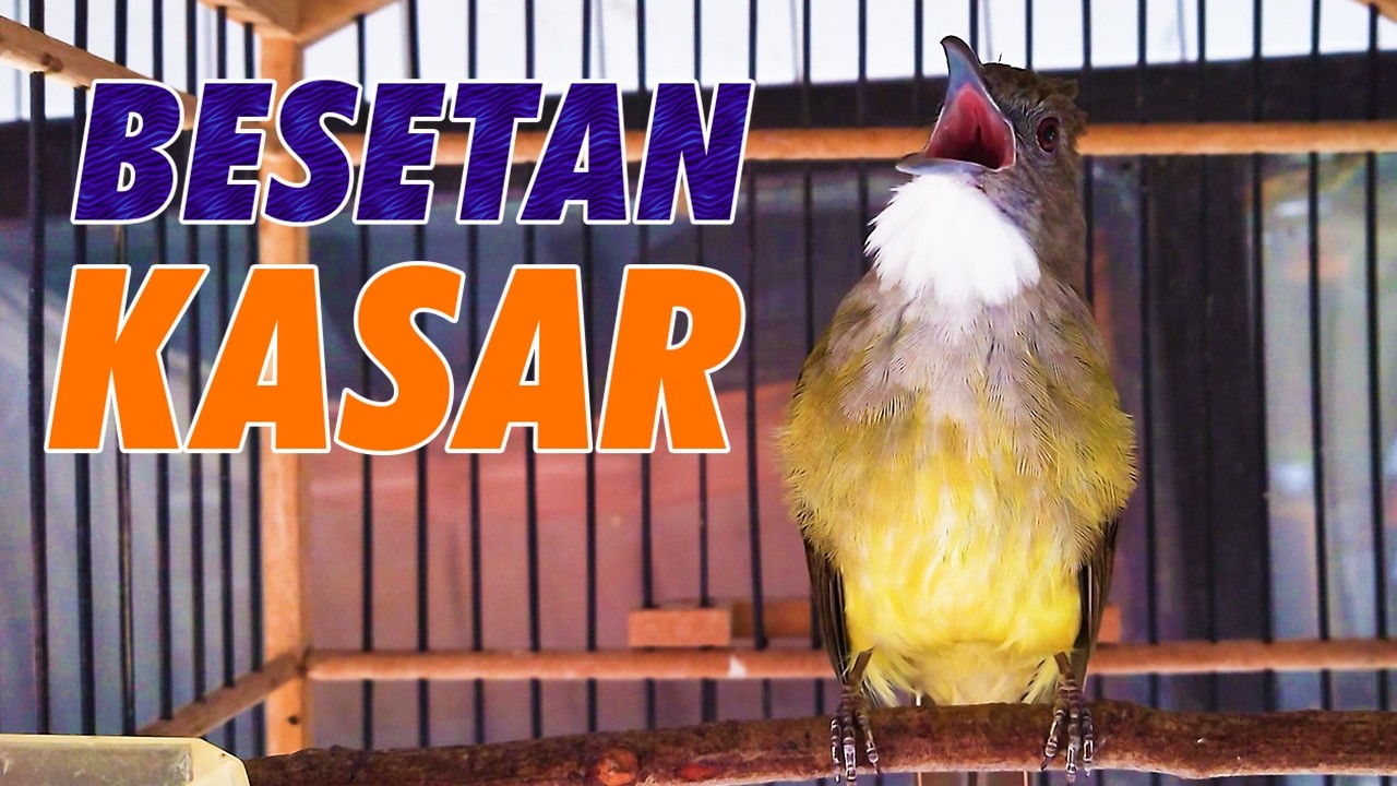 MASTERAN CUCAK JENGGOT GACOR FULL TEMBAKAN SUPER KASAR COCOK UNTUK MURAI BATU