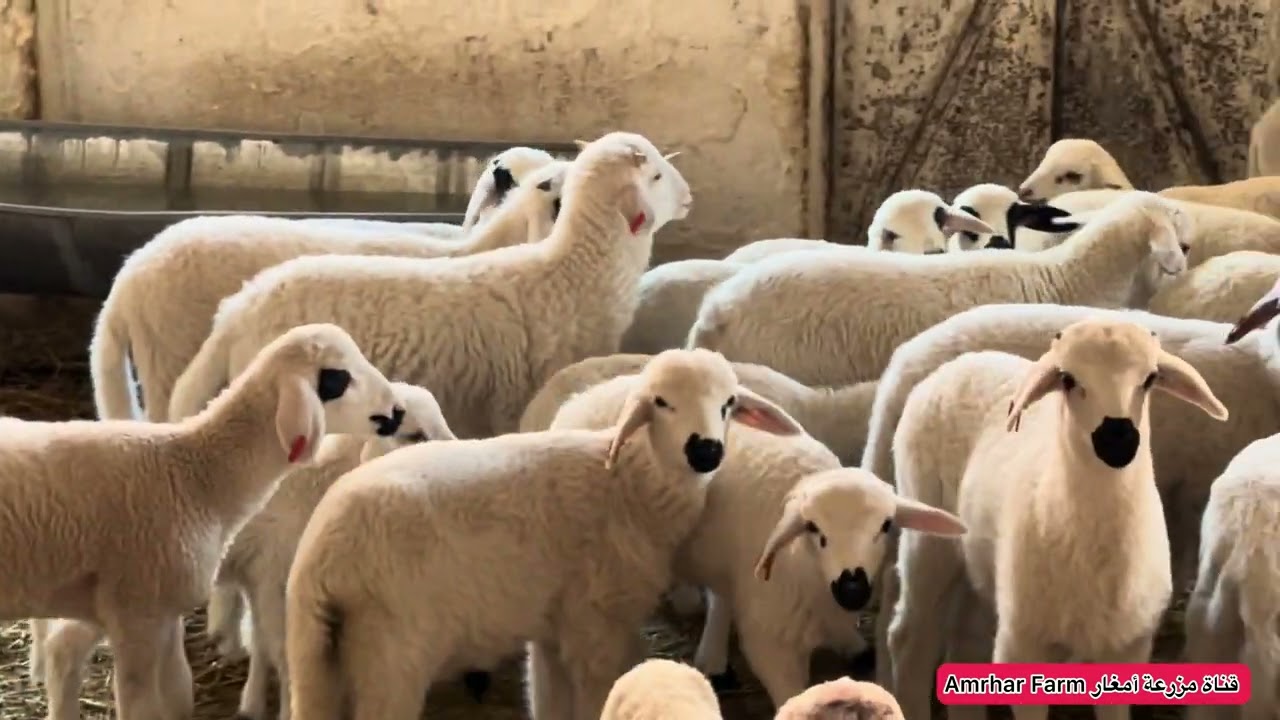 قرار صادم بإلغاء عيد الأضحى.. فرحة للبعض وكارثة للكسابة! ما الحل؟