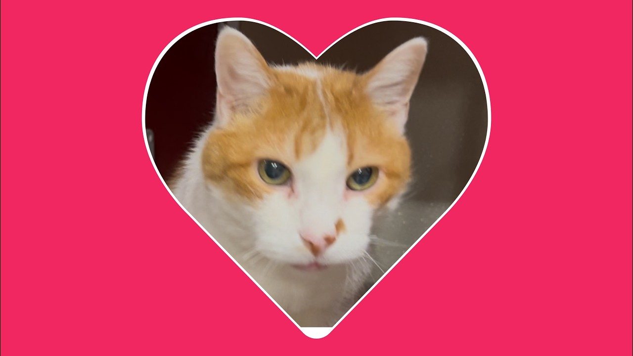 Meet the best Valentine’s date ever.