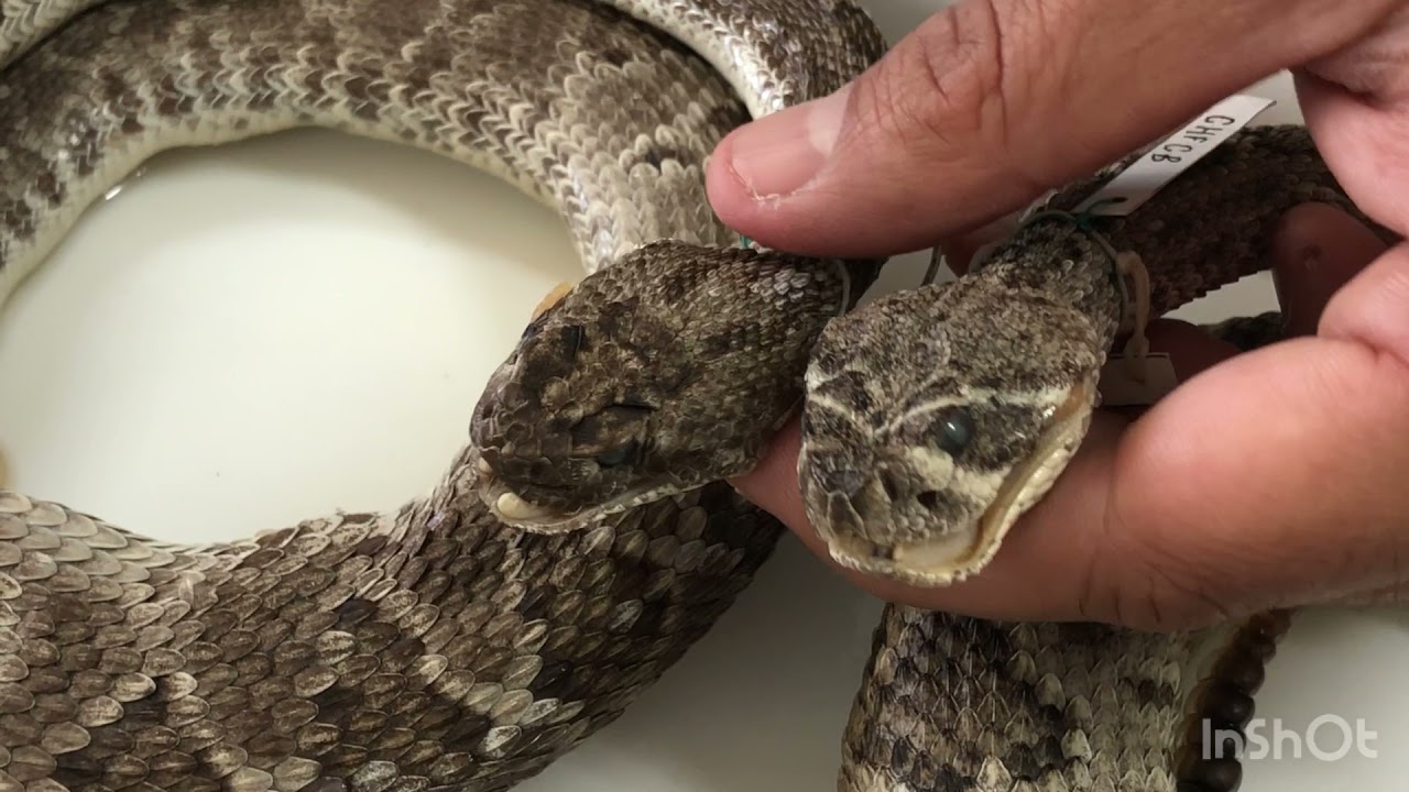 Diferencias entre las serpientes de cascabel Crotalus atrox y C. scutulatus