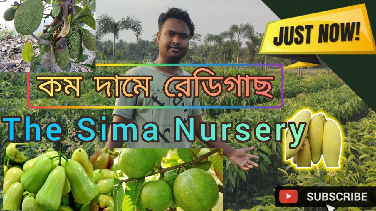 Original Fruit Plant Nursery cheapest fruits in nursery Kolkata West Bengal কম দামে রেডিগাছ