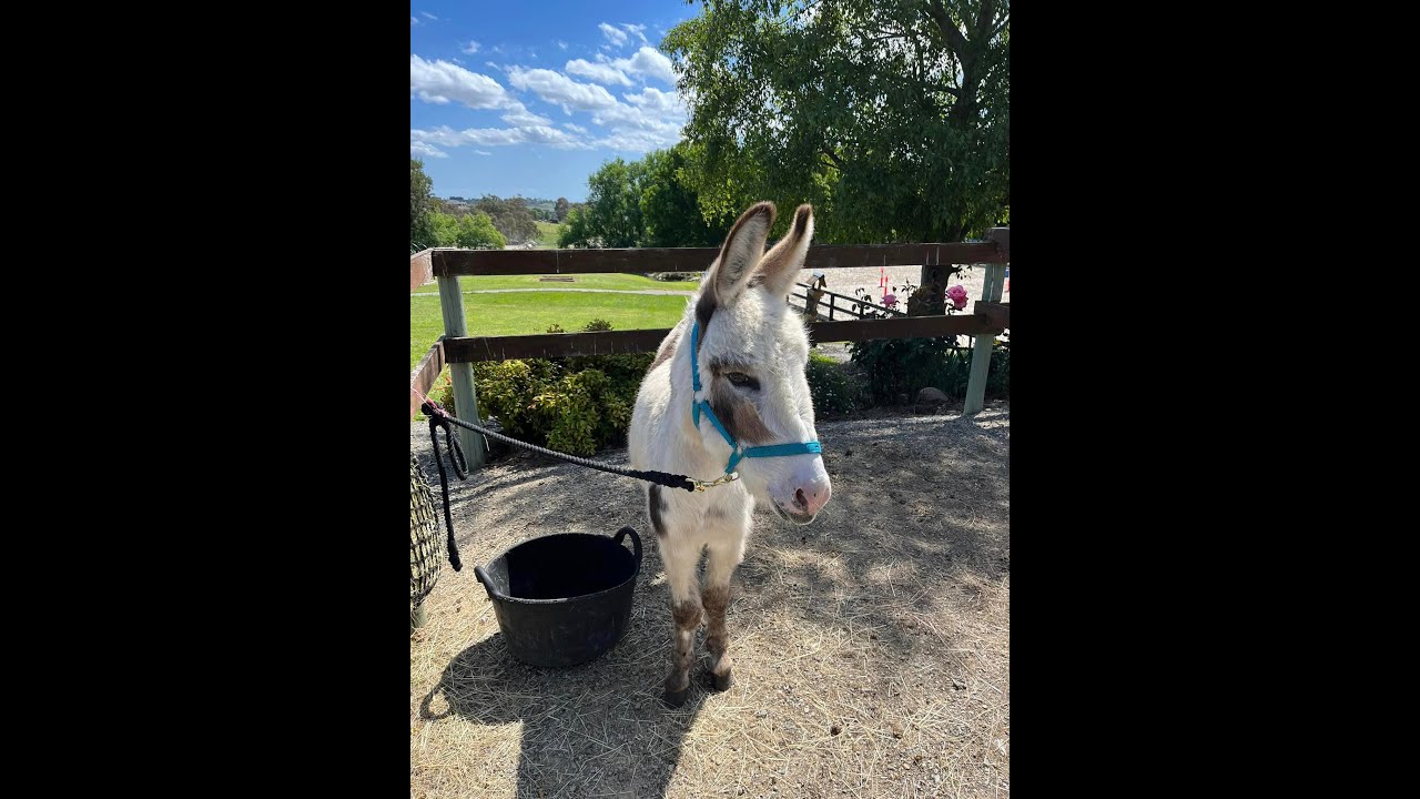 Clicker Training Hoof Lifts with Fearful Equines Part 5