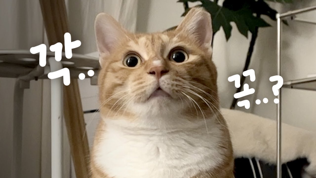 오들아 깍꼭 해봐🐥