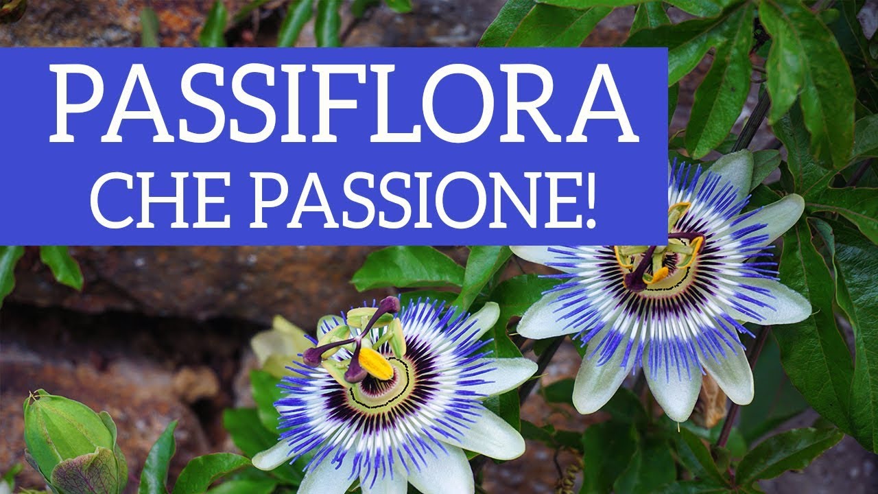 Passiflora, che passione! Dal fiore al frutto, come prendersi cura di lei