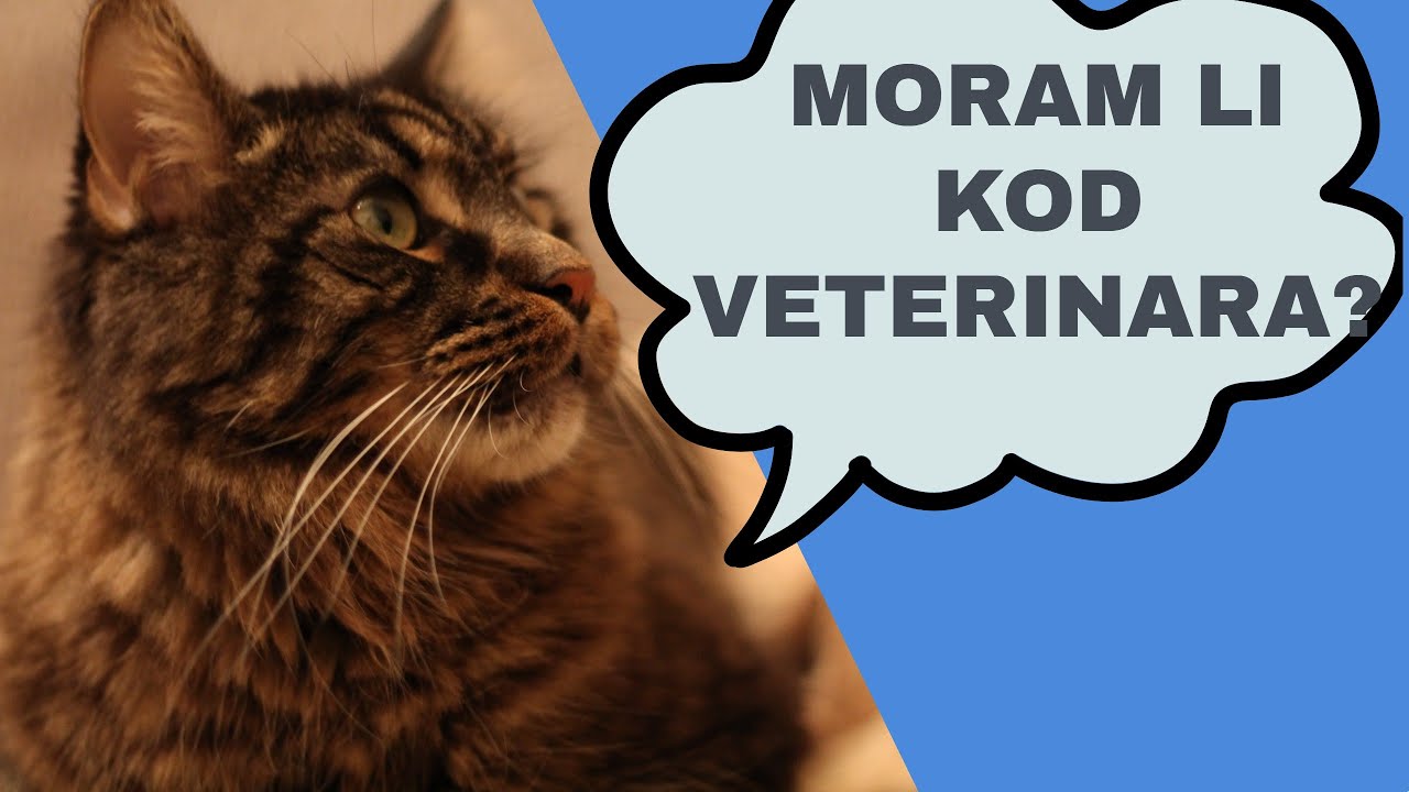 8 simptoma koji ukazuju da bi Vaša mačka trebala da poseti veterinara