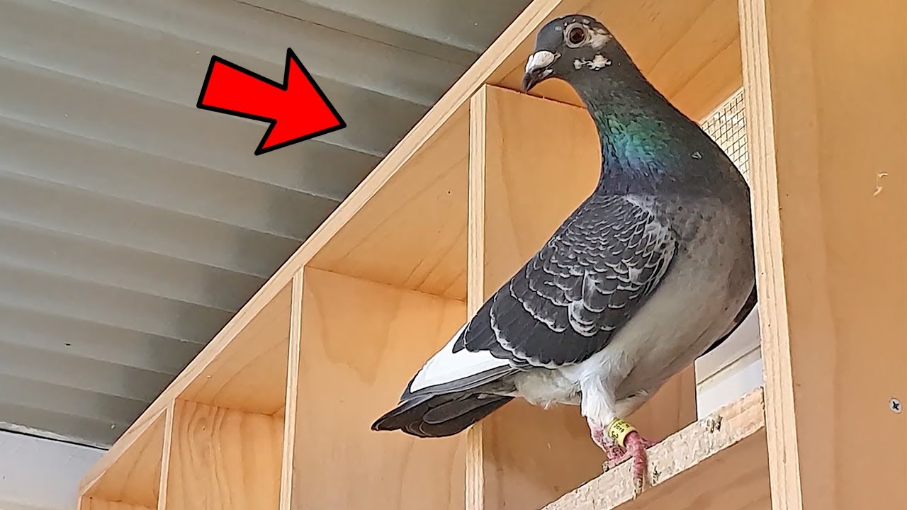 Pigeon OVERLOAD