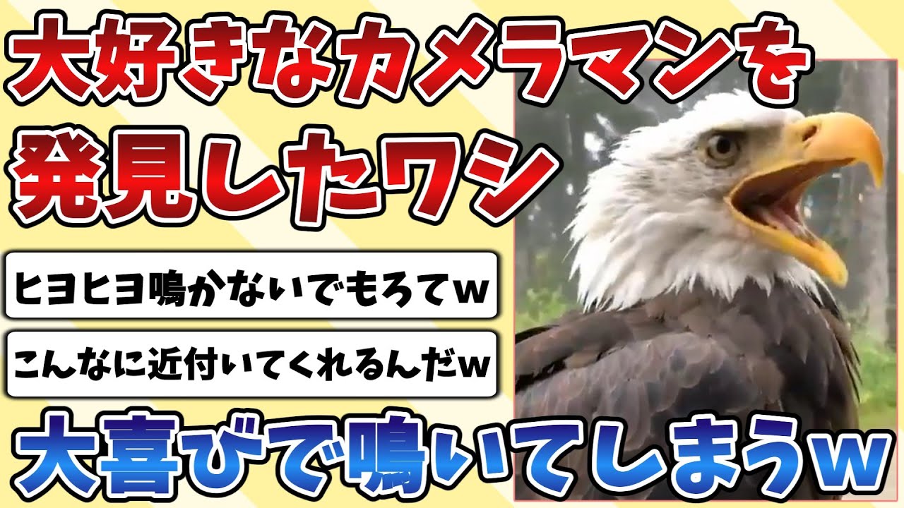 【2ch動物スレ】大好きなカメラマンを発見した『ワシ』喜びの鳴き声をあげてしまうｗｗｗ