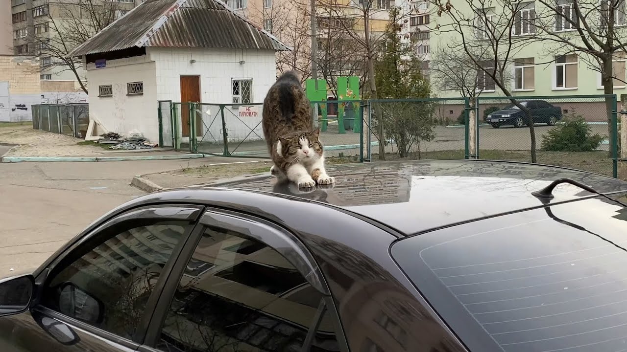 Stray cute cat woke up on top of a car