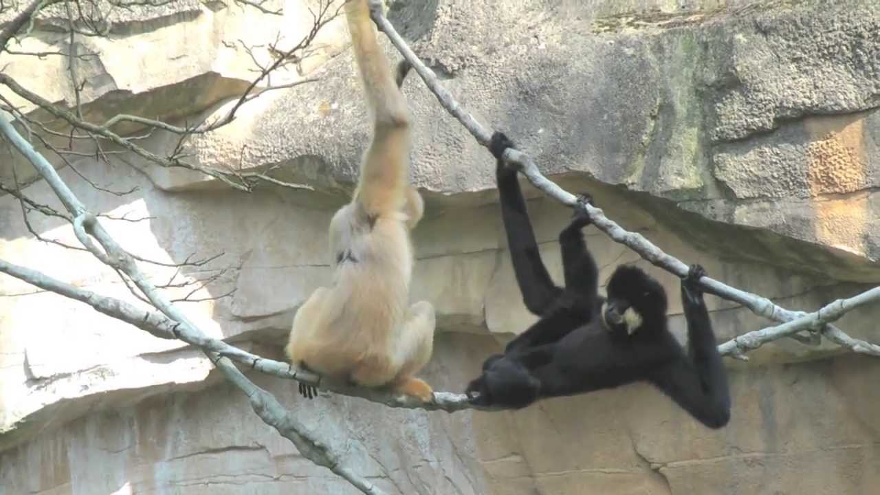 Gibbons groomen