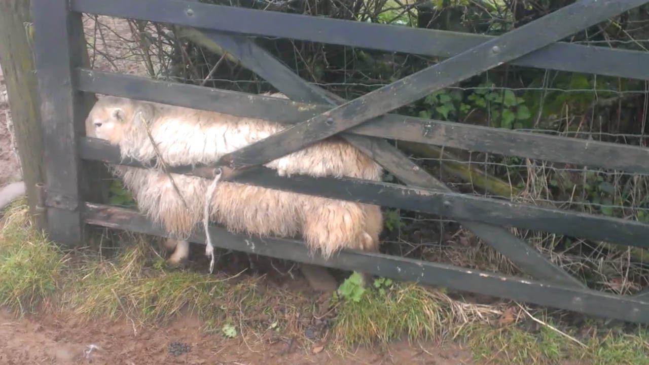 Jogger Finds Sheep Stuck In Gate