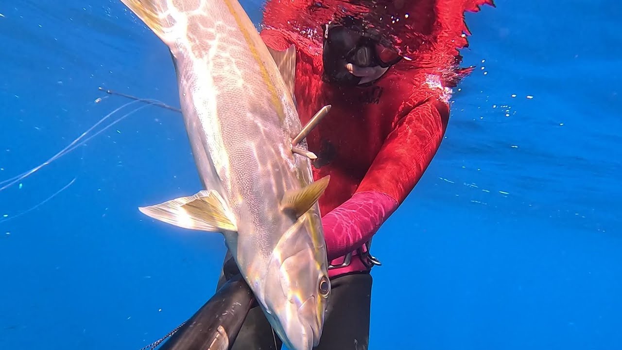 PESCA SUB SUD SARDEGNA: RICCIOLA IN CADUTA NEL BLU....