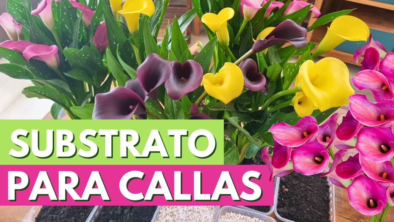 COMO CULTIVAR CALLAS, PLANTIO, SUBSTRATO IDEAL E MUITAS DICAS! CANAL MEU QUINTAL