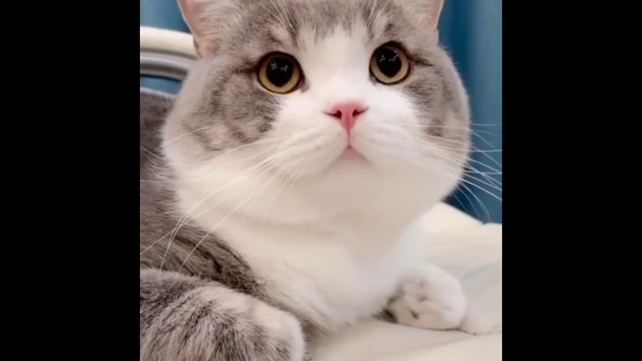 This cat is so cute... allowed me to touch his face