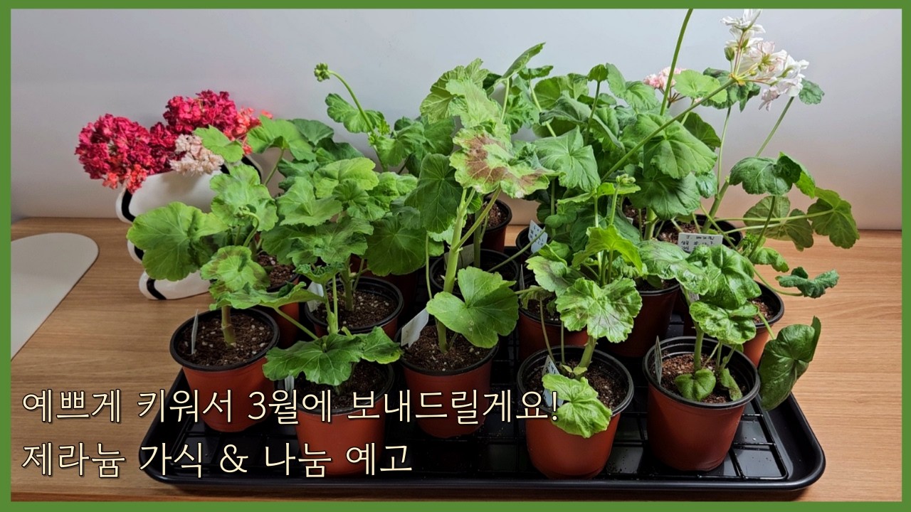 정성껏 키워 3월에 보내드려요! 아기 제라늄 가식하는 날 (나눔 예고 포함)