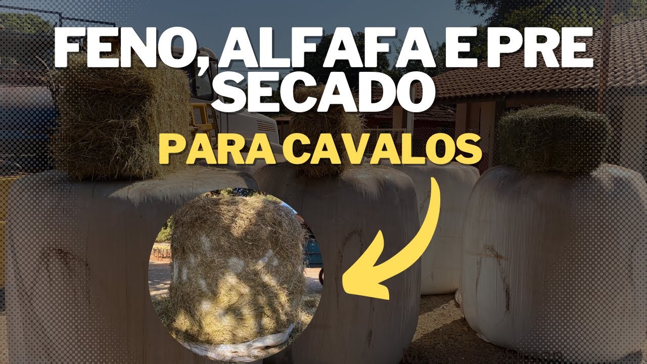 Entenda a diferença entre: FENO, ALFAFA e PRÉ SECADO para equinos