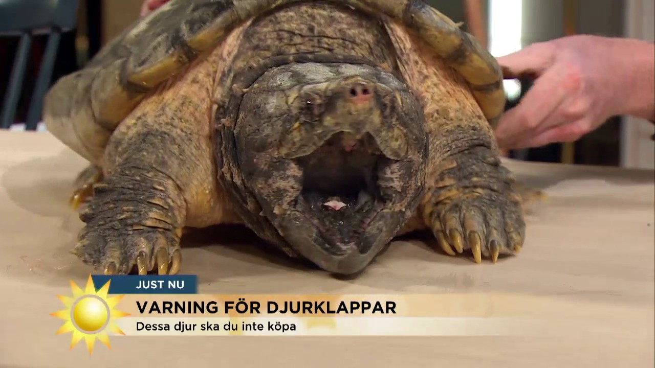 De här djuren ska du INTE köpa i julklapp - Nyhetsmorgon (TV4)