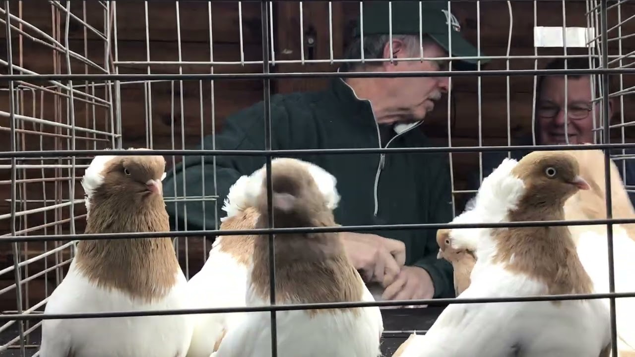John Thornton Judging Yellow Nuns at Central Jersey Variety Pigeon Club Show