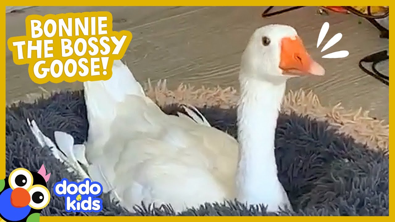 Bossy Goose Honks At Everyone, Even Her Mom! | Dodo Kids | Animal Videos For Kids