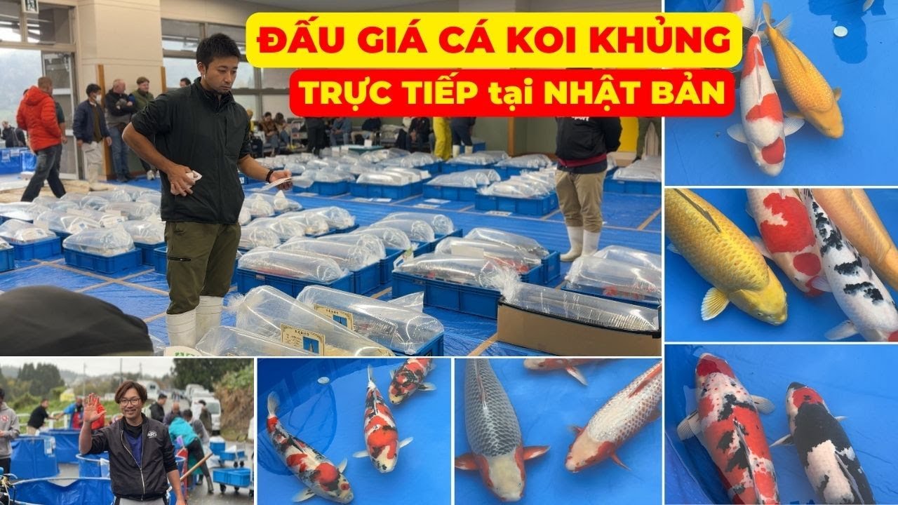 Trực tiếp đấu giá CÁ KOI KHỦNG tiền tỉ tại NHẬT BẢN | Niigata Auction 2023