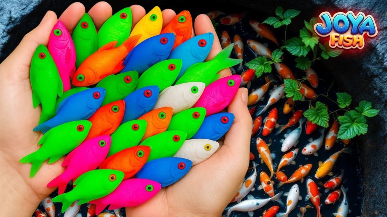 Saya mendapatkan ikan hias berwarna-warni koi, ikan mas, ikan cupang, glowfish, bayi penyu, manfish