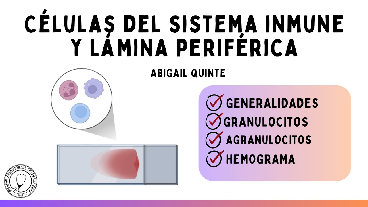 CÉLULAS DEL SISTEMA INMUNE Y LÁMINA PERIFÉRICA | INMUNOLOGÍA