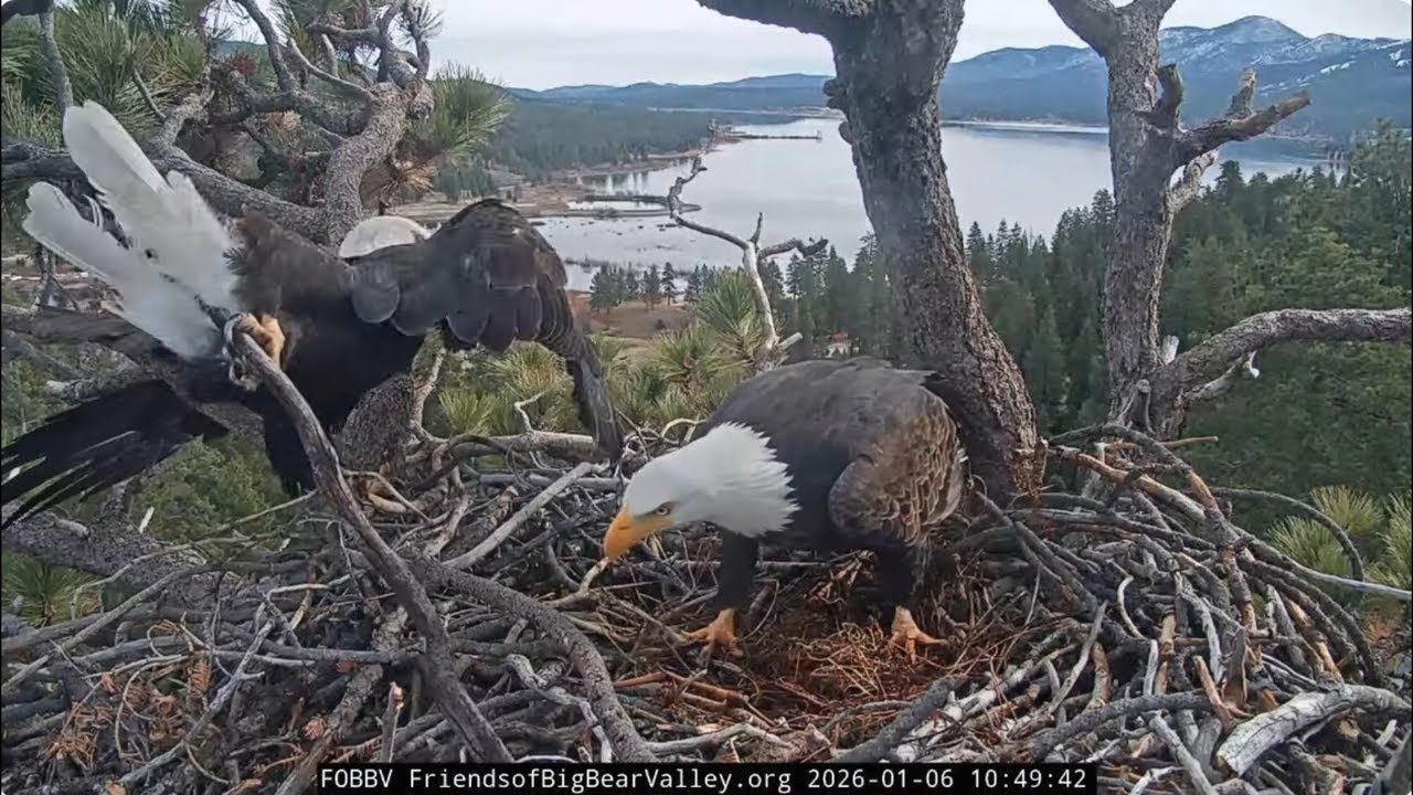 Fluff, sticks, pancake, Jackie's power 06.01.2026 @FOBBVCAM