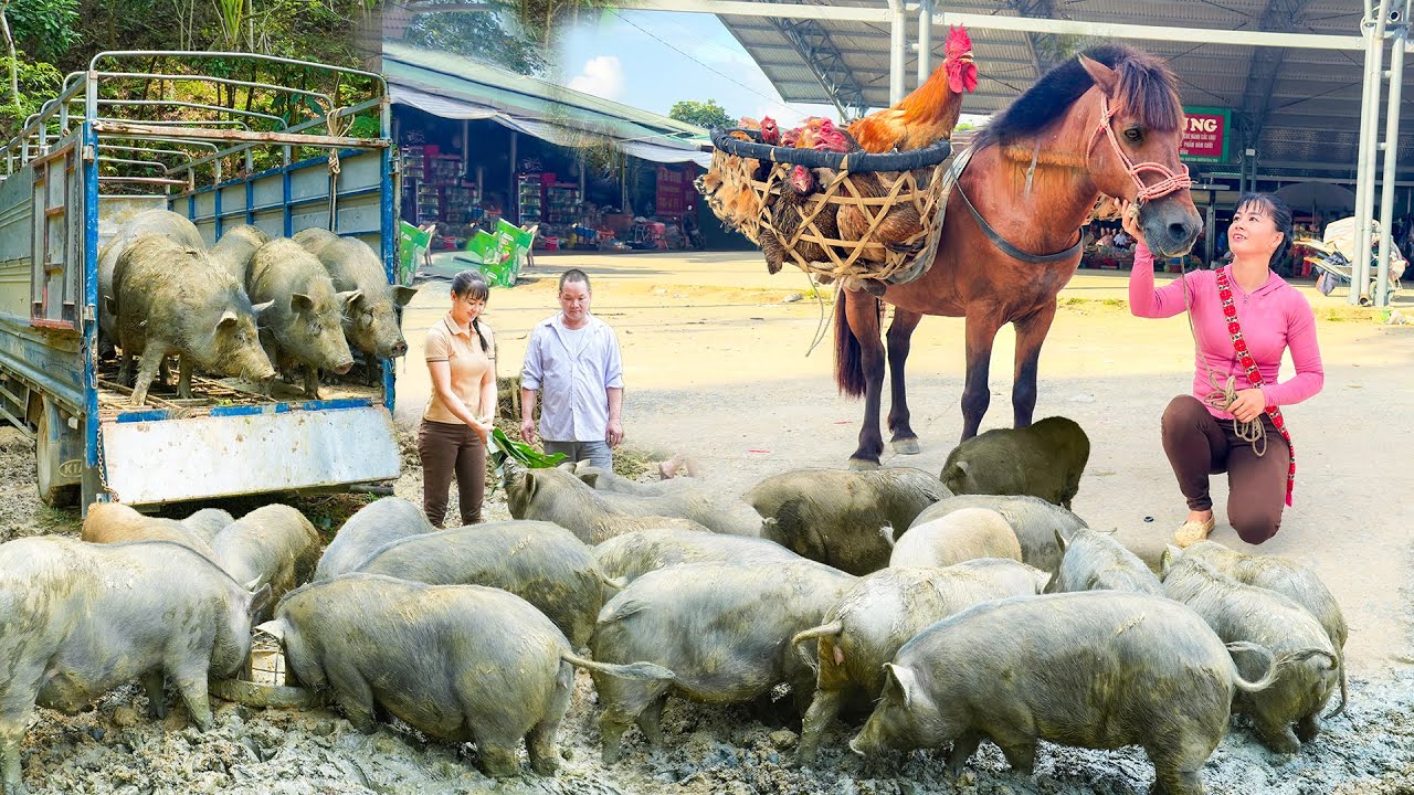 REWIND TIMELAPSE --279 Days Selling Many Pigs 110Kg Each, Sell Many Chickens, Ducks,....