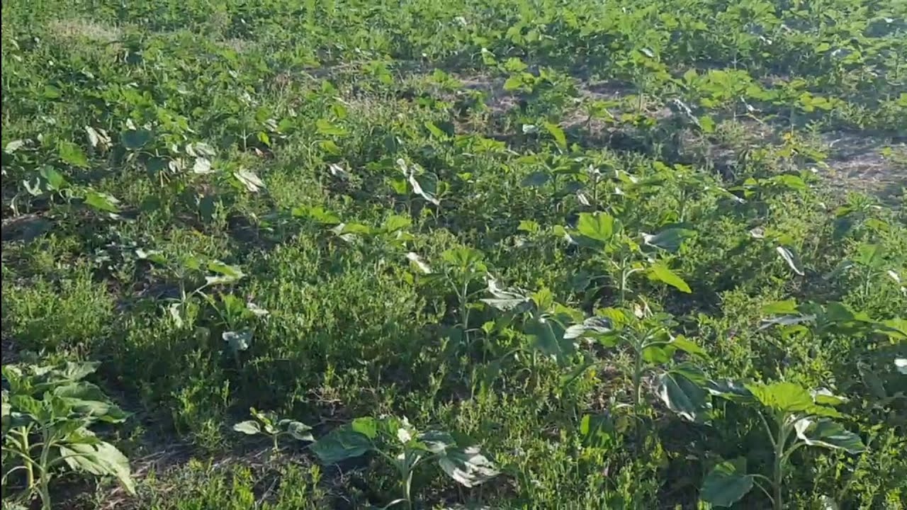 Кондитерский подсолнечник по системе No-Till на Кубани с викой яровой.