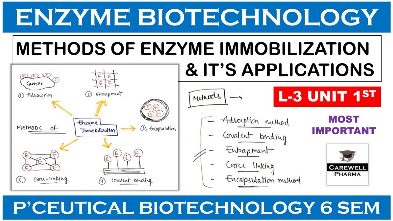 Methods Of Enzyme Immobilization || L-3 U-1 || Pharmaceutical Biotechnology 6th sem