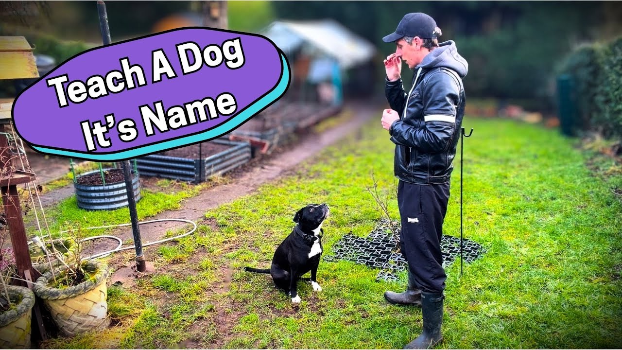 How & Why To Teach A Dog Their Name