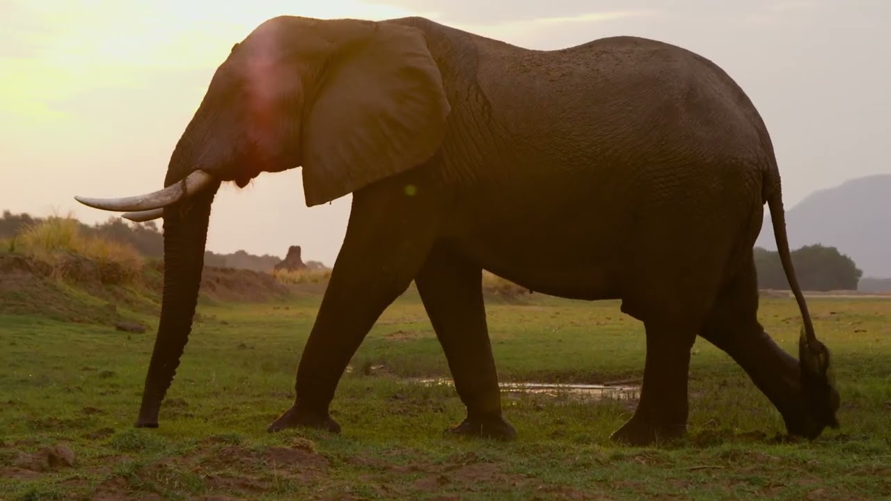 The Zambezi Elephant Fund Story