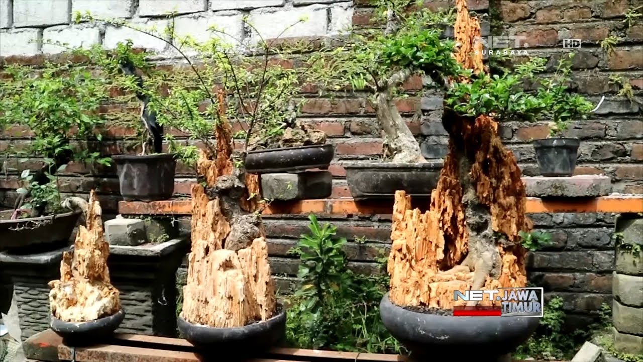 NET. JATIM - MENDULANG RUPIAH DENGAN SENI RELIF BONSAI DARI LIMBAH BANGUNAN