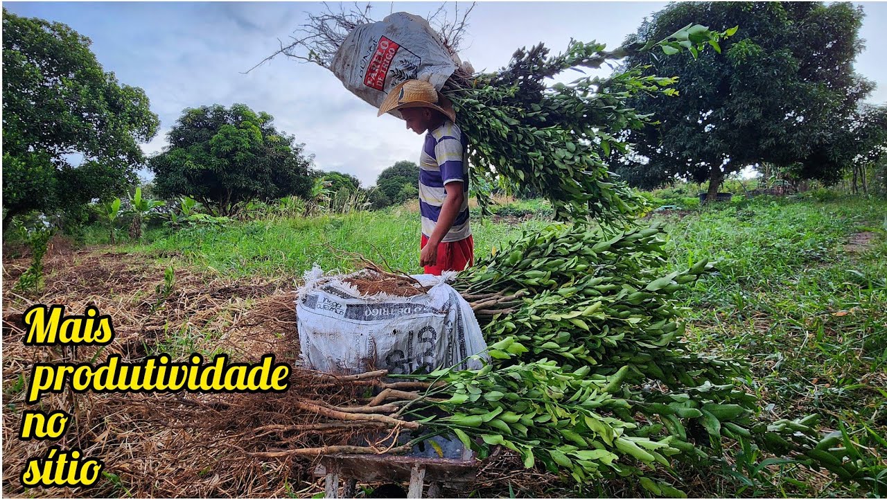 INVESTIMENTO NA ROÇA - plantando FRUTÍFERAS para  aumentar nossa produção de CITRUS
