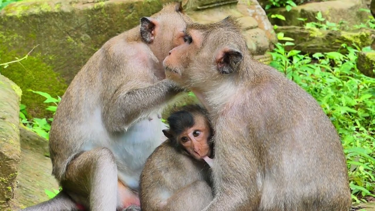 Great momma April gives comfortable milk to baby Antonai, Love family