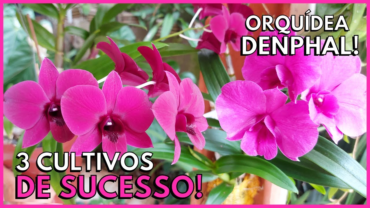 3 FORMAS DE CULTIVAR A ORQUÍDEA DENPHAL | Você não vai mais perder Denphal cultivando assim!