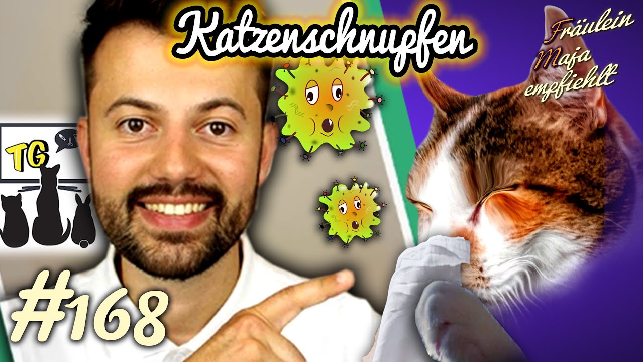 KATZENSCHNUPFEN | Infos von Tierisch Gesund mit Emin | Fräulein Maja empfiehlt Teil 168