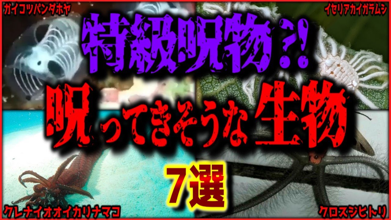 【閲覧注意】特級呪物?! 見たら呪ってきそうなヤバい生物 7選【ゆっくり解説/作業用BGM/睡眠用/9割が知らない/呪術廻戦モジュロ】