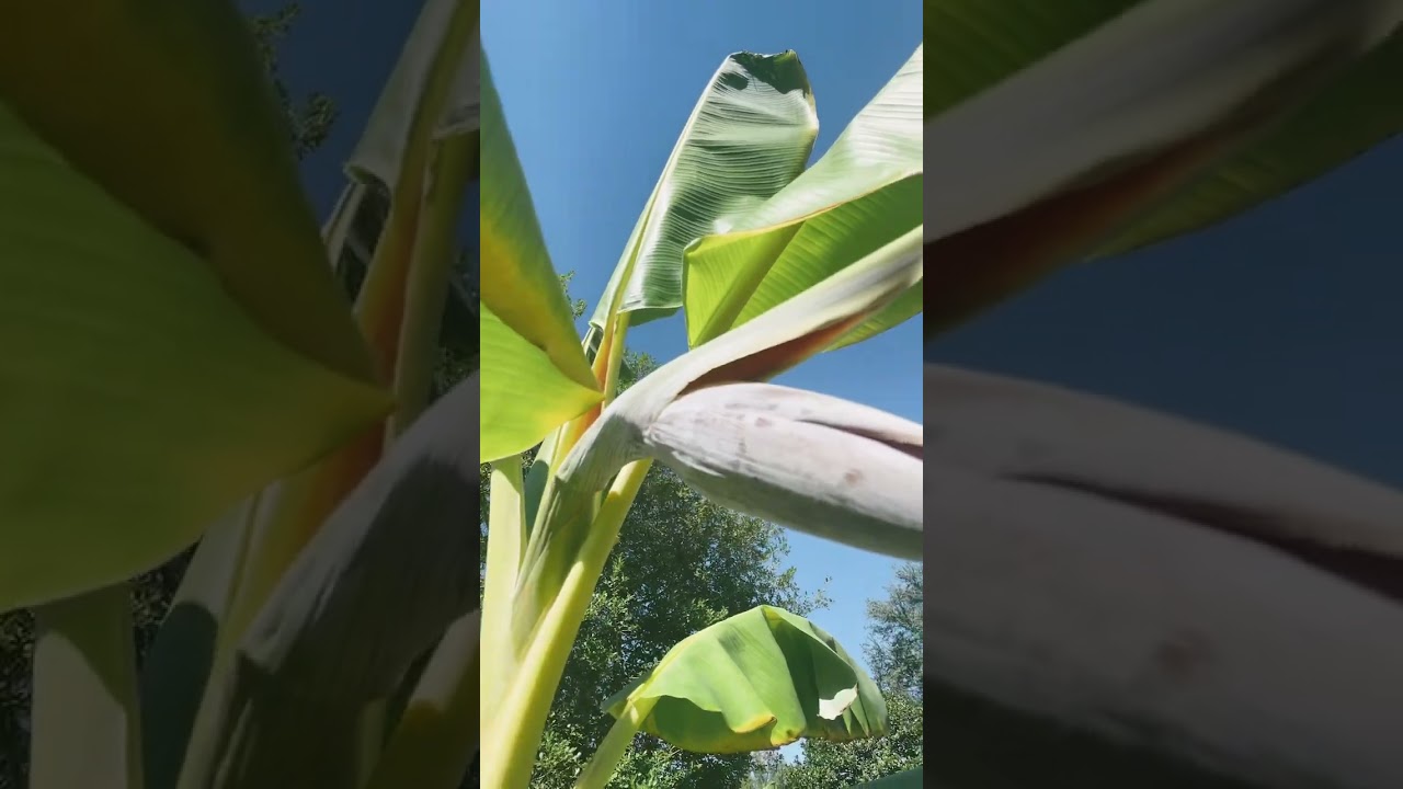 Banana Flower Pod Opening