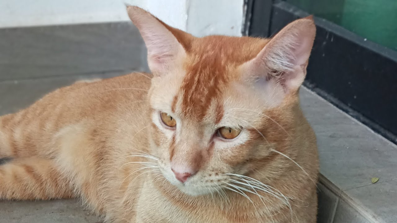 Time Machine Cats !!!! Longest Daily Cat's Story