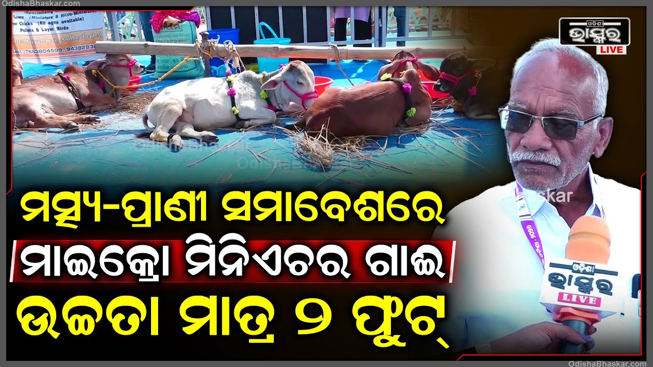 ମତ୍ସ୍ୟ-ପ୍ରାଣୀ ସମାବେଶରେ ଆସିଛନ୍ତି ମାଇକ୍ରୋ ମିନିଏଚର ଦେଶୀ ଗାଈ... ଗାଈର ଉଚ୍ଚତା ମାତ୍ର ୨ ଫୁଟ୍..