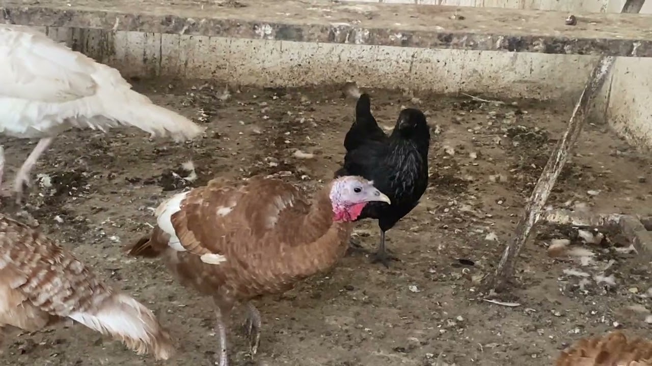 La  guajolota blanca no pone en el nido? Ya no podemos sacar a pastorear a nuestros guajolotes 🦃 🪿🐓🐔