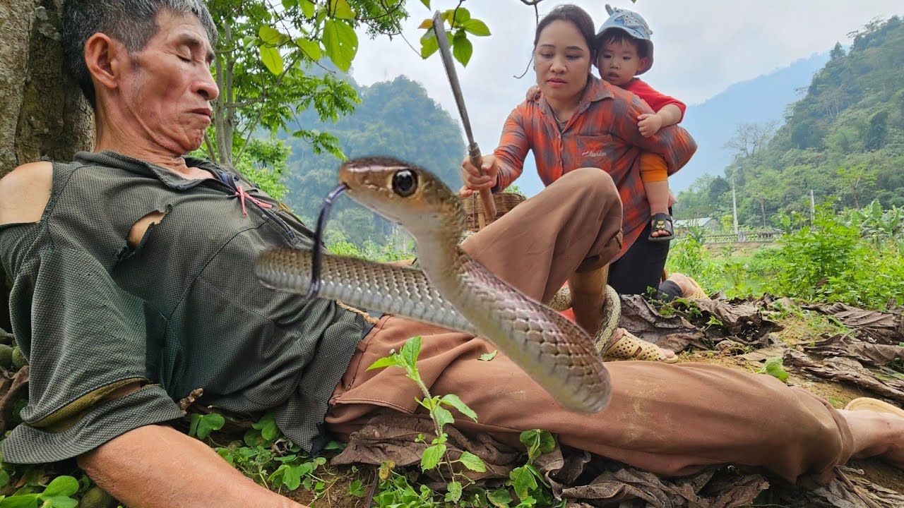A single mother and an old man harvesting sweet potatoes to sell were attacked by a snake