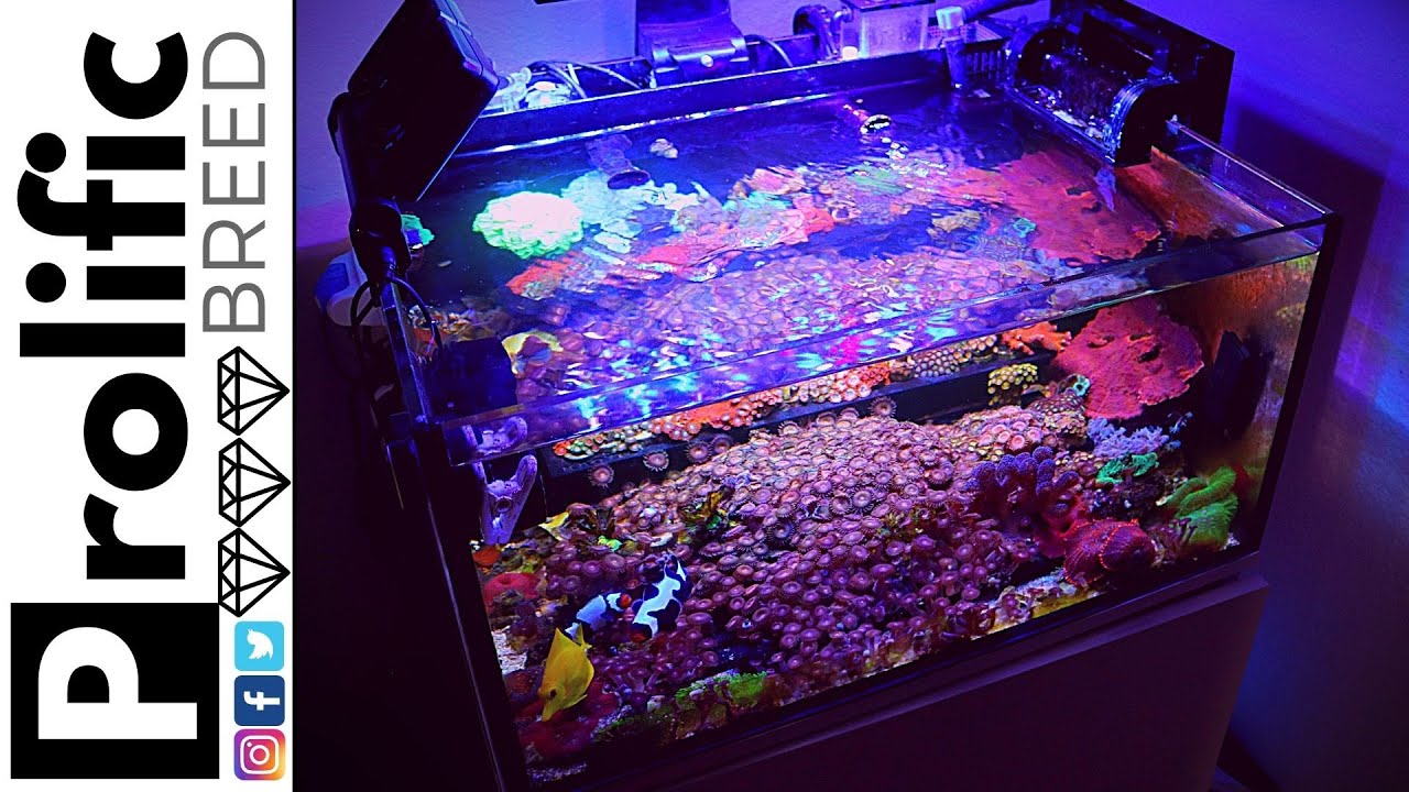 25 GALLON NANO ALL IN ONE REEF TANK AQUARIUM UPDATE