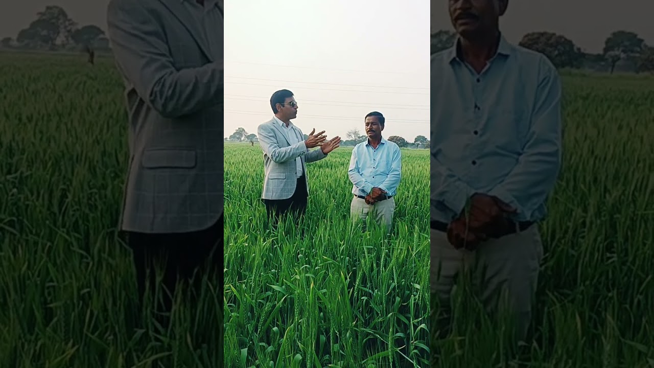 AWPL#Agriculture#Result#गेहूं की फसल में बेहतर परिणाम के साथ किसान से वाफ़ियात करवाते हैं 7906252759