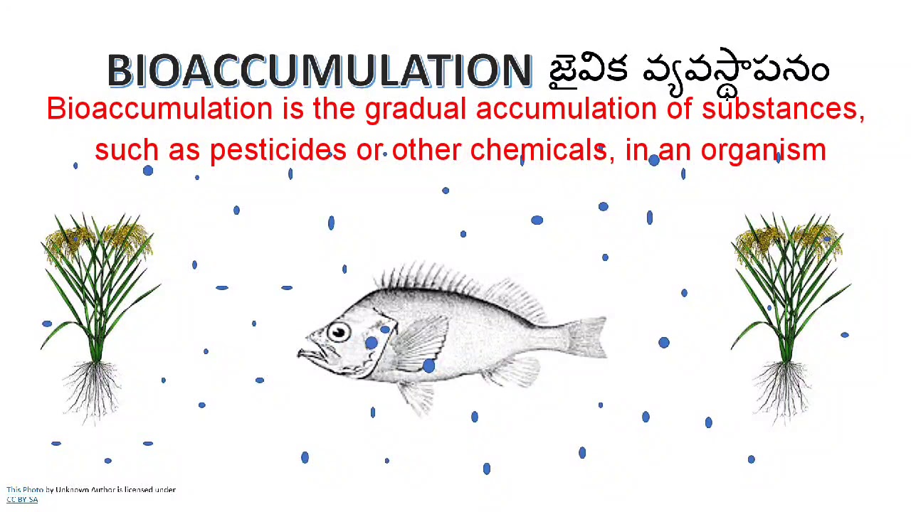 BIOACCUMULATION, 9th class, SOIL POLLUTION,