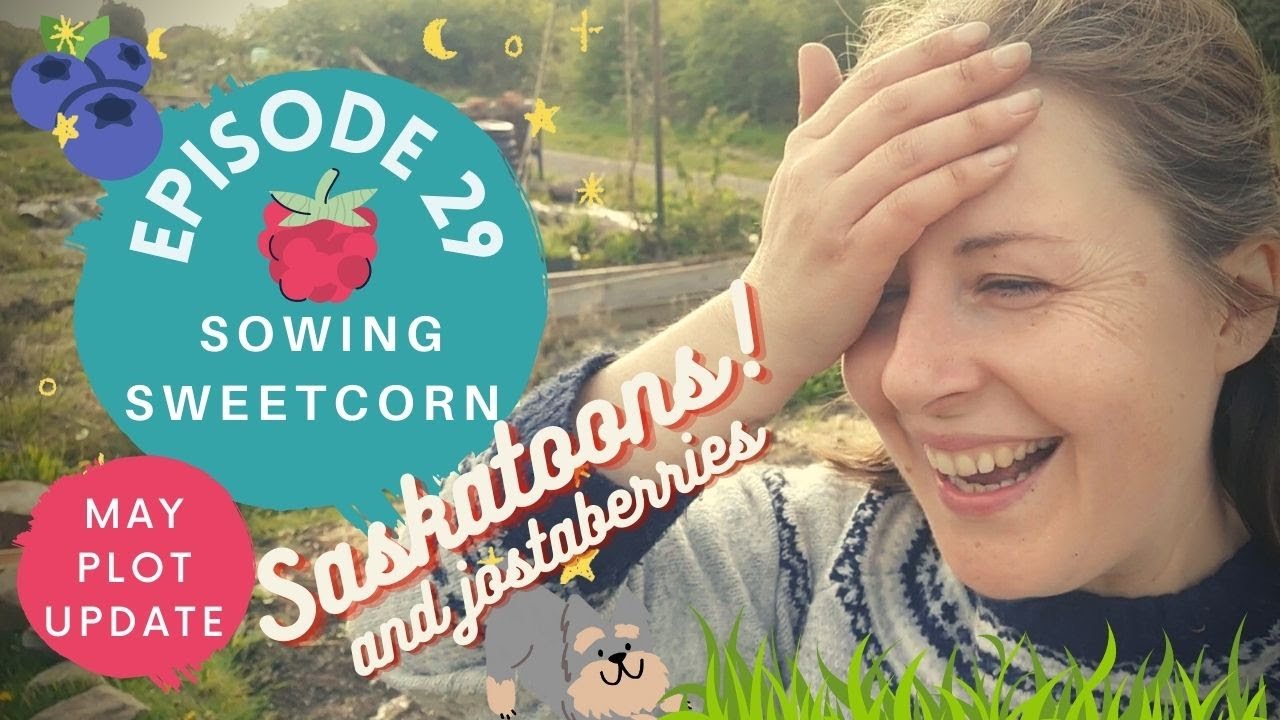 Ep29: Saskatoons & Jostaberries! | Sowing Sweetcorn | Allotment plot in May
