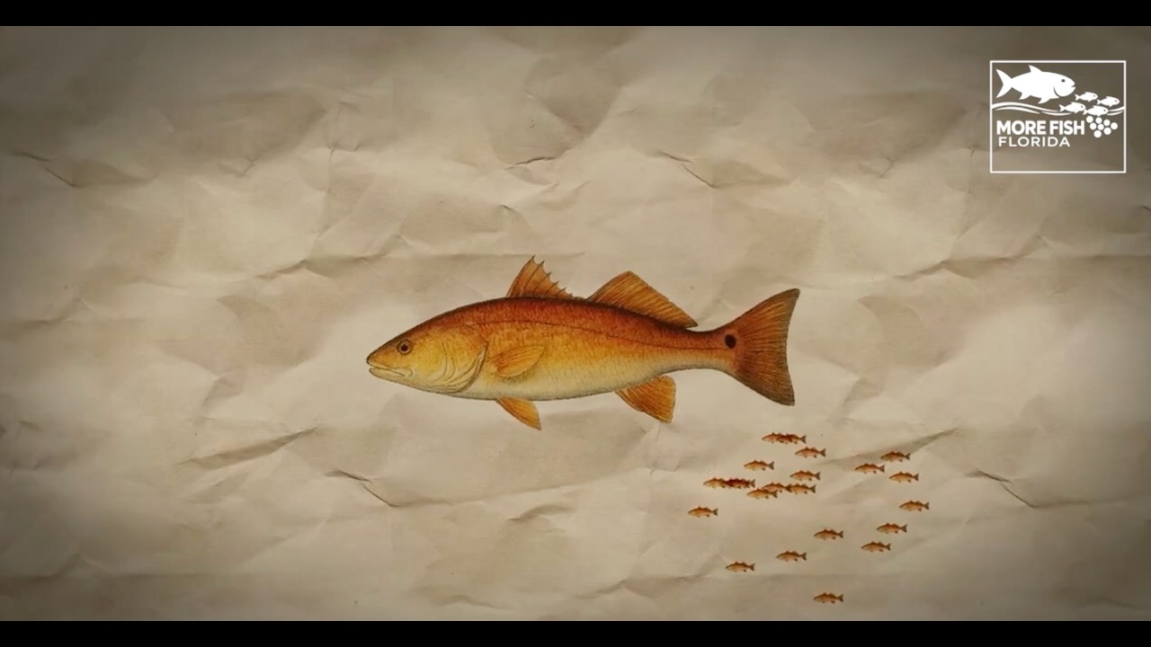 Bring Back the Fish in Southwest Florida — Clean Water for Boating, Beaches & Fishing