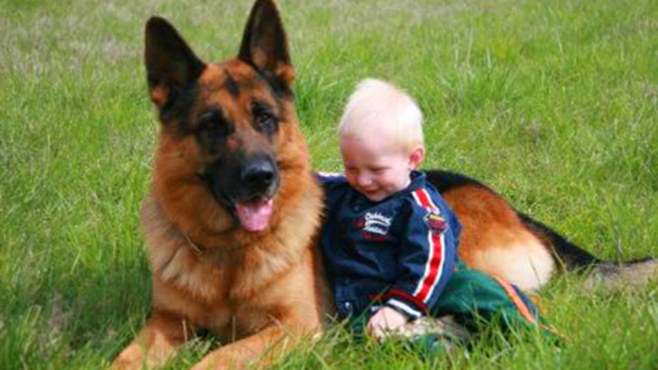 Les b&eacute;b&eacute;s mignons jouent avec le chien de berger allemand si dr&ocirc;le